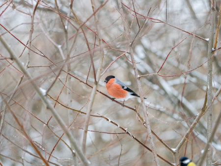 Bullfinch sitting on a branch without leaves in the autumn or winter. The Eurasian or common bullfinch, pyrrhula pyrrhulaの写真素材