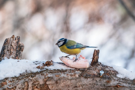 Bird sitting on a branch with snow in the autumn or winter.の写真素材