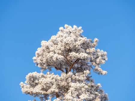 Pine branch with needles is covered with snow in the sunset light Pine branch in the rays of the sun.の写真素材