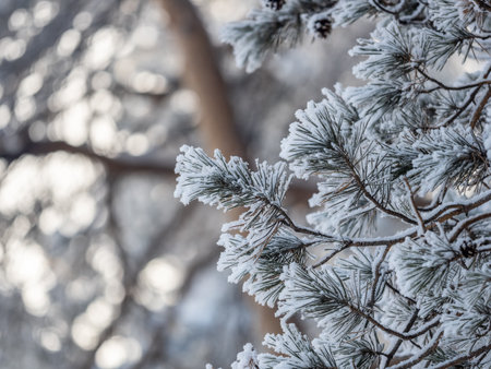 Pine branch with needles is covered with snow in the sunset light Pine branch in the rays of the sun.の写真素材