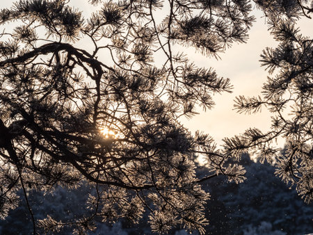 Pine branch with needles is covered with snow in the sunset light Pine branch in the rays of the sun.の写真素材