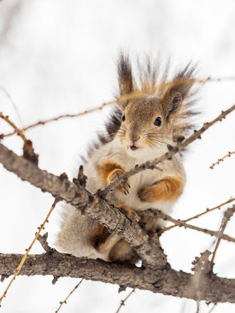 The squirrel sits on a branches without leaves in the winter or autumn. Eurasian red squirrel, Sciurus vulgarisの写真素材