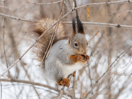 The squirrel with nut sits on tree in the winter or late autumn. Eurasian red squirrel, Sciurus vulgaris.の写真素材