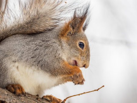 The squirrel with nut sits on tree in the winter or late autumn. Eurasian red squirrel, Sciurus vulgaris.の写真素材