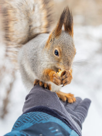 Squirrel in the winter eating nuts from a man's hand. Caring for animals in winter or autumn....