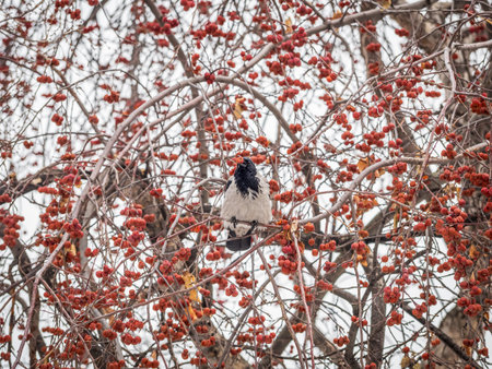 A hooded crow sitting on a tree. The hooded crow, Corvus cornix, also called hoodieの写真素材