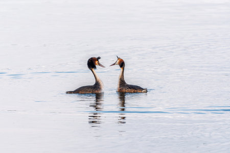 Mating games of two water birds Great Crested Grebes. Two waterfowl birds Great Crested Grebes swim in the lake with heart shaped silhouette.の写真素材