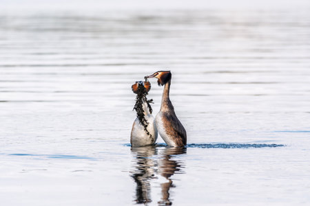 Mating games of two water birds Great Crested Grebes. Two waterfowl birds Great Crested Grebes swim in the lake with heart shaped silhouette.の写真素材