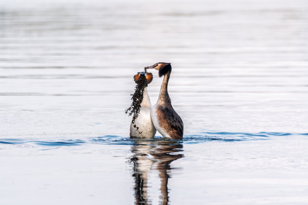Two waterfowl birds Great Crested Grebes swim in the lake with heart shaped silhouette.の写真素材