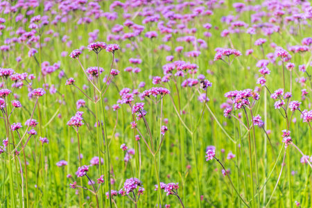 Verbena bonariensis flowers, Argentinian Vervain or Purpletop Vervain, Clustertop Vervain, Tall...