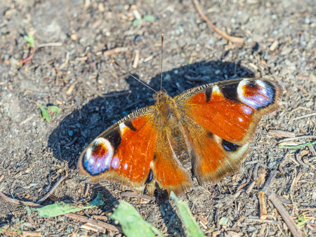 Peacock butterfly on the ground among the grass. A macro of a European peacock butterfly (Aglais io) on the groundの写真素材