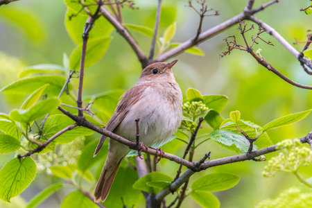Thrush Nightingale, Luscinia luscinia. A bird sits on a tree branch and sings. Small passerine brown...