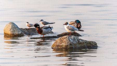 Black-headed gull sits on the river shore. The black-headed gull, lat. Chroicocephalus ridibundus is a small gull from the genus Chroicocephalus of the gull family Laridaeの写真素材