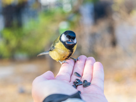 A tit sits on a man's hand and eats seeds. Taking care of birds.の写真素材