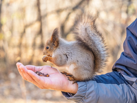 A squirrel in the spring or autumn eats nuts from a human hand. Eurasian red squirrel, Sciurus vulgaris.の写真素材
