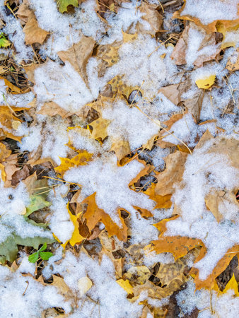 First snow on the green grass and fallen leaves in autumn. Symbol of the coming winter. Natural...