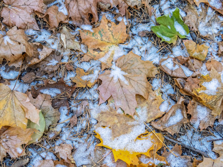 First snow on the green grass and fallen leaves in autumn. Symbol of the coming winter. Natural background texture. Yellow and green fallen leaves on the grass with snow.の写真素材