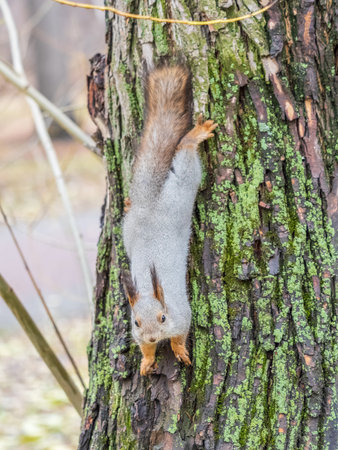 Squirrel sitting upside down on a tree trunk. The squirrel hangs upside down on a tree against colorful blurred background. close-up. Eurasian red squirrel, Sciurus vulgarisの写真素材