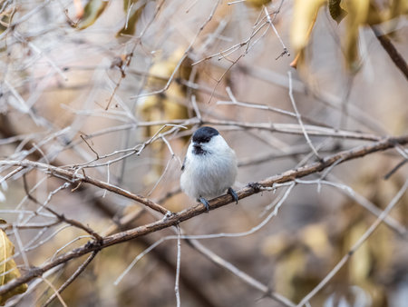 Cute bird The willow tit, song bird sitting on a branch without leaves in the winter. Willow tit perching on tree in winter. The willow tit, lat. Poecile montanus.の写真素材