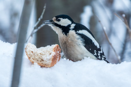 Little woodpecker sits on a tree trunk. A woodpecker obtains food on a large tree with snow in winter. The great spotted woodpecker, Dendrocopos majorの写真素材