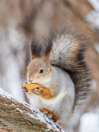 The squirrel with nut sits on tree in the winter or late autumn. Eurasian red squirrel, Sciurus...