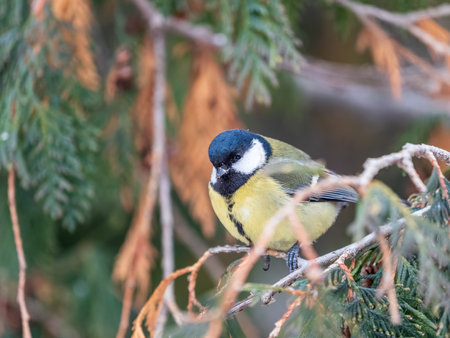 Cute bird Great tit, songbird sitting on a branch with snow in the autumn or winter. Parus majorの写真素材