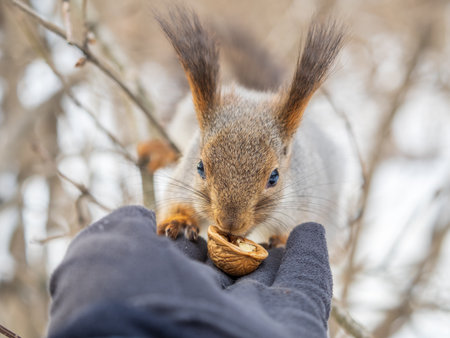 Squirrel in the winter eating nuts from a man's hand. Caring for animals in winter or autumn. Eurasian red squirrel, Sciurus vulgarisの写真素材