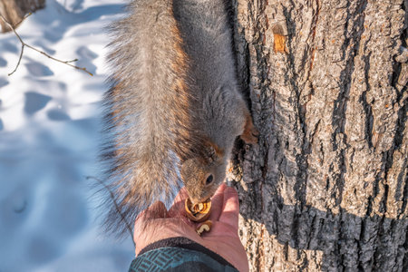 Squirrel in the winter eating nuts from a man's hand. Caring for animals in winter or autumn....