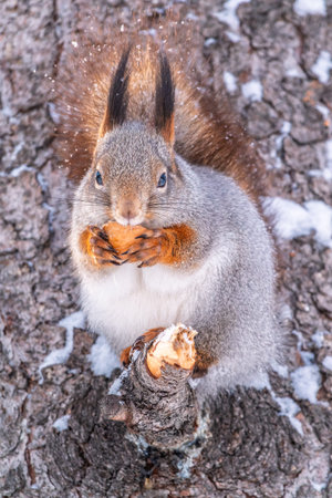 The squirrel with nut sits on tree in the winter or late autumn. Eurasian red squirrel, Sciurus...