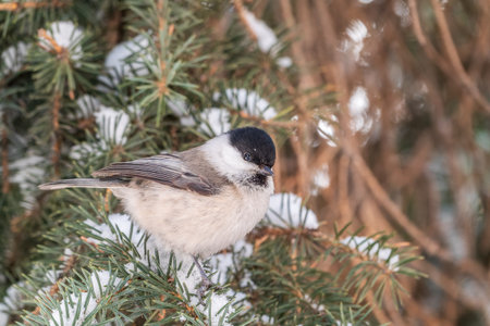 Cute bird the willow tit, song bird sitting on the fir branch with snow in winter. Willow tit perching on tree in winter. The willow tit, lat. Poecile montanus.の写真素材
