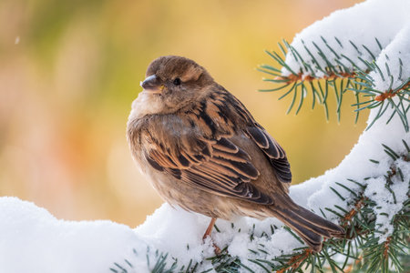 Sparrow sits on a fir branch in the sunset light. Sparrow on a branch with snow in the autumn or winterの写真素材