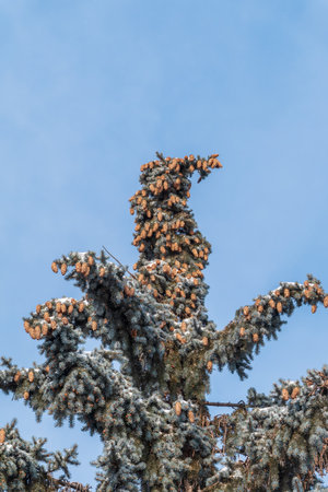 Green spruce branches with needles and cones against a blue sky in winter. Many cones on spruce. Fir tree. Background image with copy space.の写真素材