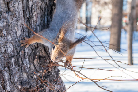 Squirrel in winter sits on a tree trunk with snow. Eurasian red squirrel, Sciurus vulgaris, sitting...