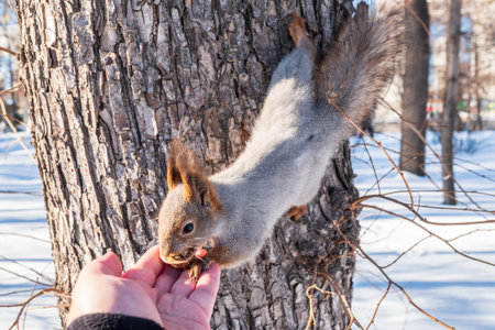 Squirrel in the winter eating nuts from a man's hand. Caring for animals in winter or autumn....