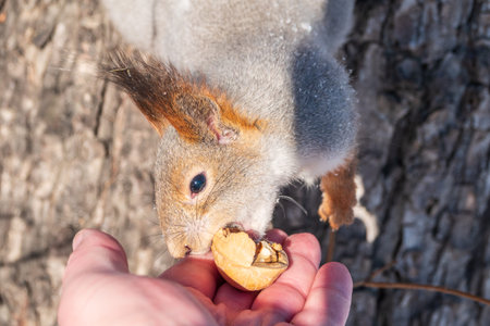 Squirrel in the winter eating nuts from a man's hand. Caring for animals in winter or autumn....