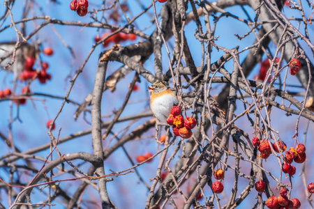 Brambling (Fringilla montifringilla) feeds on apples in winter. Brambling is a small passerine bird in the finch familyの写真素材