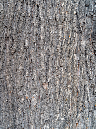 Bark texture and background of an old tree trunk. Detailed bark texture. Natural background