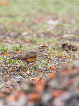 Wood bird Redwing, Turdus iliacus, on a sprng lawn. Small thrush feeding on grassland and showing red flanks and light stripe above the eye. Close-up of foraging parent animal collecting food.の写真素材