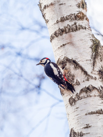 Little woodpecker sits on a tree trunk. A woodpecker obtains food on a large tree in spring. The great spotted woodpecker, Dendrocopos majorの写真素材