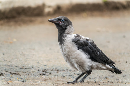 A crow chick, a small crow has fallen out of its nest and is sitting scared on a branch near the ground. A crow chick sitting and waiting for a parent on a branch.の写真素材