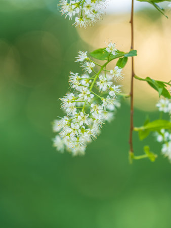 White flowers blooming bird cherry. Bird Cherry Tree in Blossom. Close-up of a Flowering Prunus...