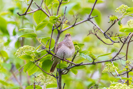 Thrush Nightingale, Luscinia luscinia. A bird sits on a tree branch and sings. Small passerine brown bird best known for its powerful and beautiful song, singing also in the night.の写真素材