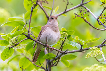 Thrush Nightingale, Luscinia luscinia. A bird sits on a tree branch and sings. Small passerine brown...