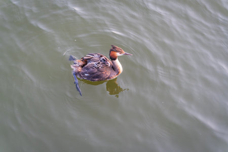 The water bird Great crested Grebe swimming in the lake, and its cute babies riding on its back. The great crested grebe, Podiceps cristatus, is a member of the grebe family of water birds.の写真素材