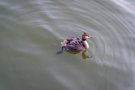 The water bird Great crested Grebe swimming in the lake, and its cute babies riding on its back. The great crested grebe, Podiceps cristatus, is a member of the grebe family of water birds.の写真素材