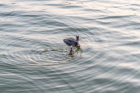 An adult great crested grebe feeds its chick with fish on a summer evening.Great crested grebe bird with chicks (Podiceps cristatus).の写真素材