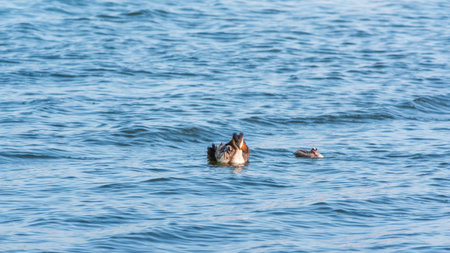 The waterfowl bird, great crested grebe with chick, swimming in the lake. The great crested grebe, Podiceps cristatus, is a member of the grebe family of water birds.の写真素材