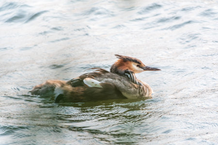 The water bird Great crested Grebe swimming in the lake, and its cute babies riding on its back. The...