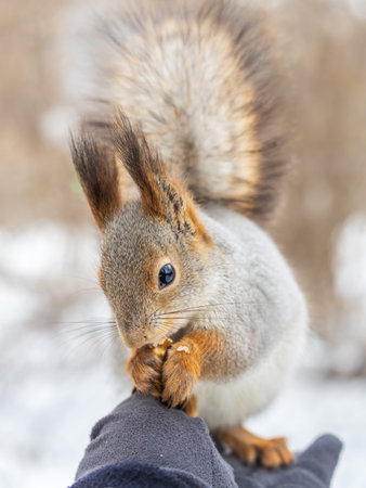 Squirrel in the winter eating nuts from a man's hand. Caring for animals in winter or autumn....