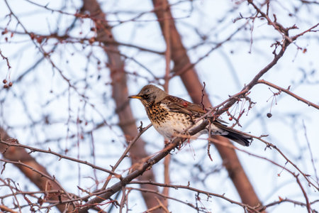 Fieldfare, lat. Turdus pilaris, is sitting on branch in winter or autumn blurred background.の写真素材